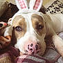 Tommy joined the competition — help win amazing prizes! dog, bed, bunny_ears, blanket, brown, white, pink, nose, animal, cute, resting, indoor, cozy, soft, ears, lying_down, pet, muzzle, expression, fur