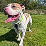 Tommy is registered to the contest to win money with this photo: dog, grass, outdoor, sunny, blue_sky, collar, tongue_out, pet, playful, canine, animal, happy, greenery, nature, summer, toy, purple_toy, closeup, leash, muzzle