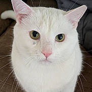 Kiki joined the competition — help win amazing prizes! cat, white_cat, close_up, pet, animal, feline, whiskers, pink_nose, green_eyes, indoor, fur, cute, domestic_animal, looking_at_camera, sitting, portrait, soft_light, focused, brown_background, ears