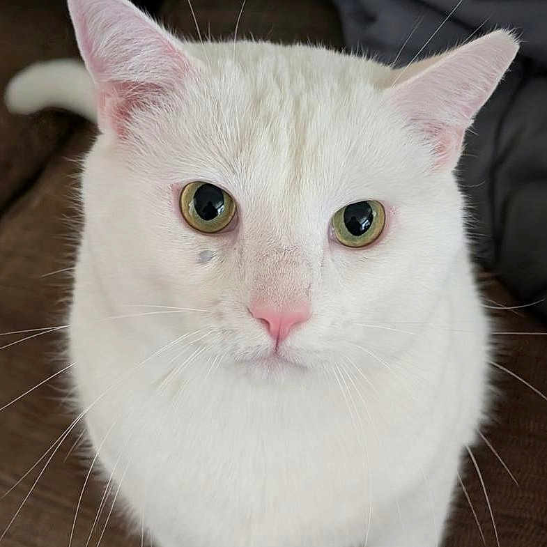 Kiki