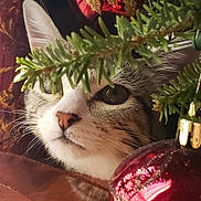 Luna Pearl is registered to the contest to win money with this photo: animal, cat, christmas_tree, closeup, cute, decoration, eye, face, festive, fur, green, greenery, holiday, indoor, nature, ornament, pet, plant, red, whiskers