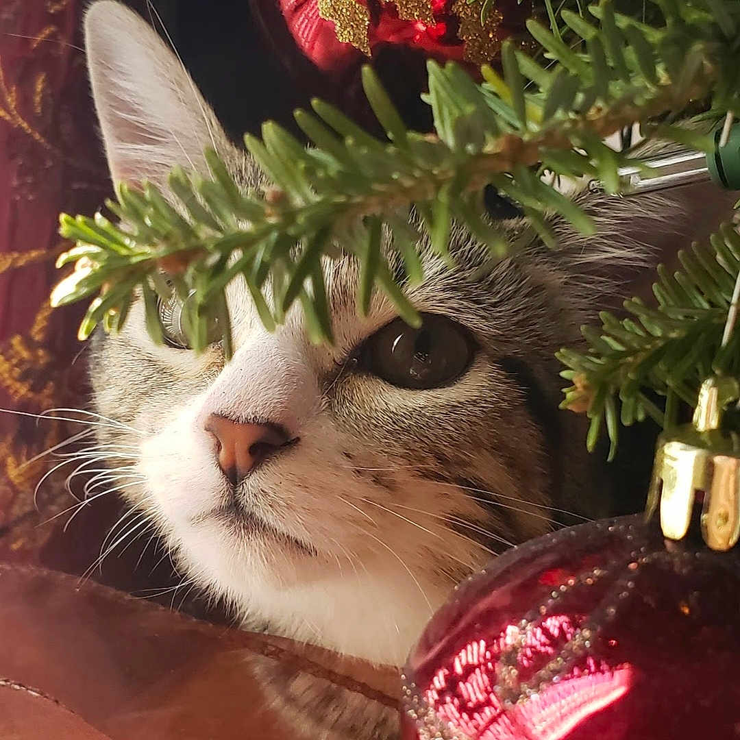 Luna Pearl is registered to the contest to win money with this photo: animal, cat, christmas_tree, closeup, cute, decoration, eye, face, festive, fur, green, greenery, holiday, indoor, nature, ornament, pet, plant, red, whiskers