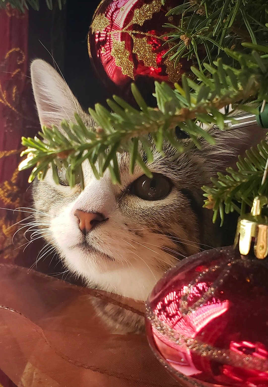 Luna Pearl is registered to the contest to win money with this photo: animal, cat, christmas_tree, closeup, cute, decoration, eye, face, festive, fur, green, greenery, holiday, indoor, nature, ornament, pet, plant, red, whiskers