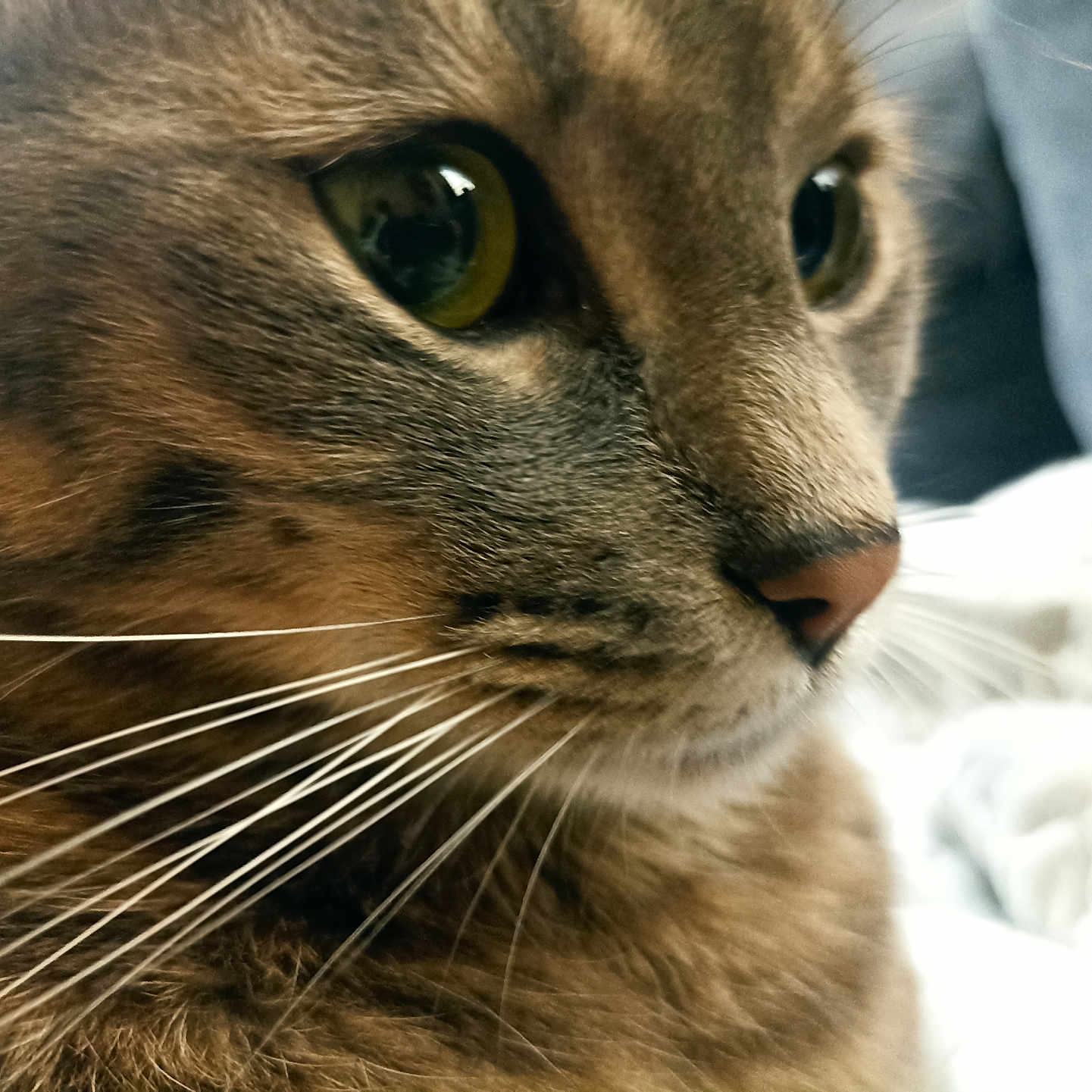 Chachou a rejoint le concours — aidez-le/la à gagner de superbes lots ! animal, cat, close_up, cozy, cute, detail, domestic_cat, eye, face, feline, fur, green_eye, indoor, mammal, nose, pet, portrait, soft_texture, tabby, whiskers