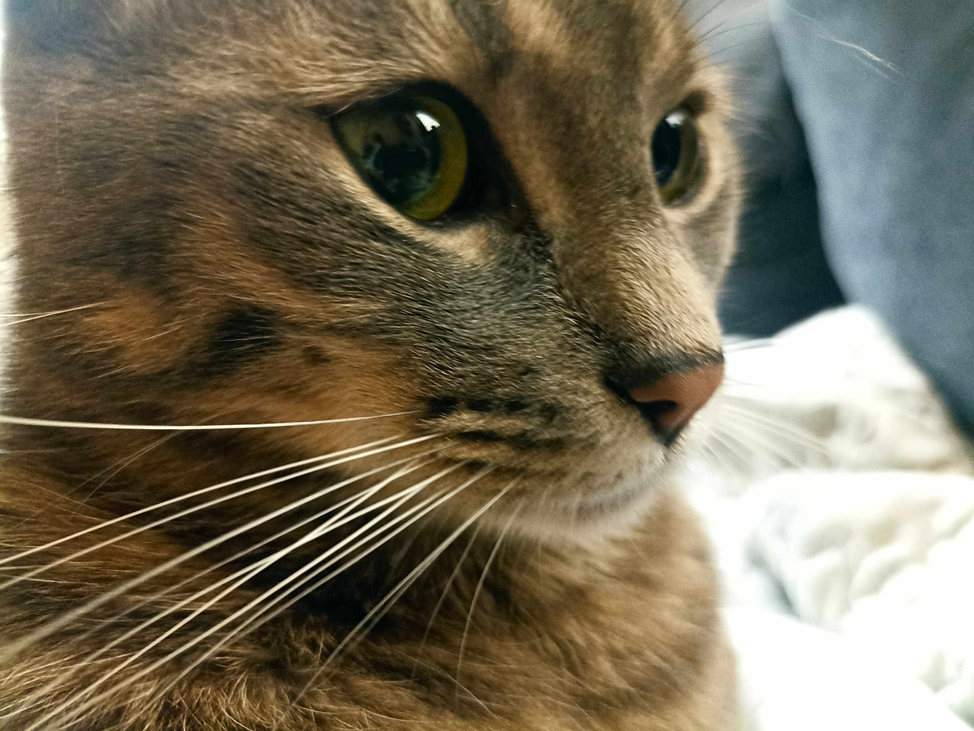 Chachou a rejoint le concours — aidez-le/la à gagner de superbes lots ! cat, tabby, close_up, face, whiskers, eye, fur, pet, indoor, animal, mammal, feline, nose, portrait, domestic_cat, soft_texture, green_eye, cute, detail, cozy