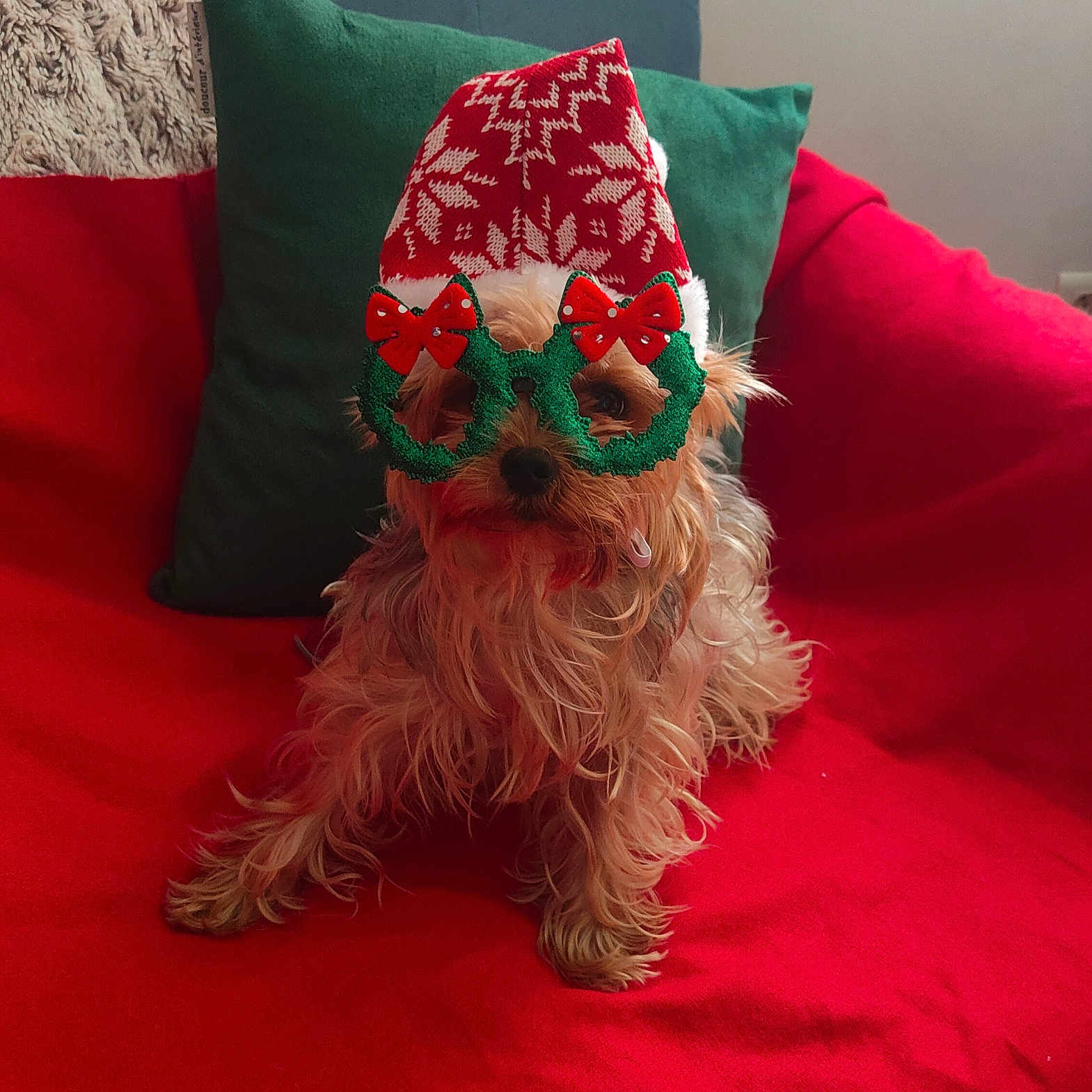 Kyo participe au concours pour gagner de l'argent avec cette photo : accessory, animal, beige_pillow, christmas, christmas_hat, costume, cozy, cute, decor, dog, face, festive_glasses, fur, green_pillow, holiday, indoor, pet, red_blanket, sitting, small_dog