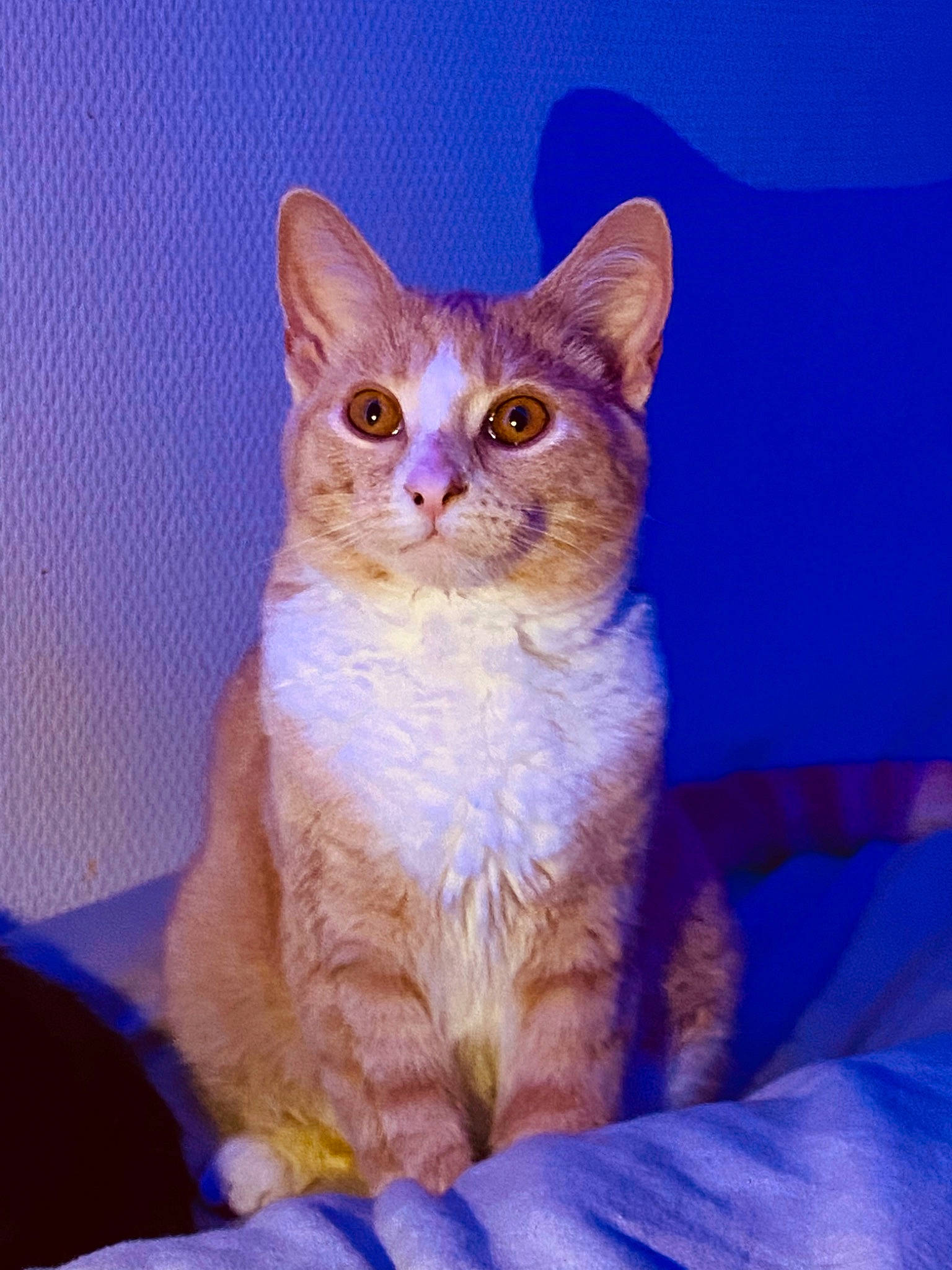 Nala a rejoint le concours — aidez-le/la à gagner de superbes lots ! art, carnivore, cat, comfort, domestic_short_haired_cat, electric_blue, fawn, felidae, fur, iris, magenta, paint, paw, sitting, small_to_medium_sized_cats, snout, tail, whiskers, window