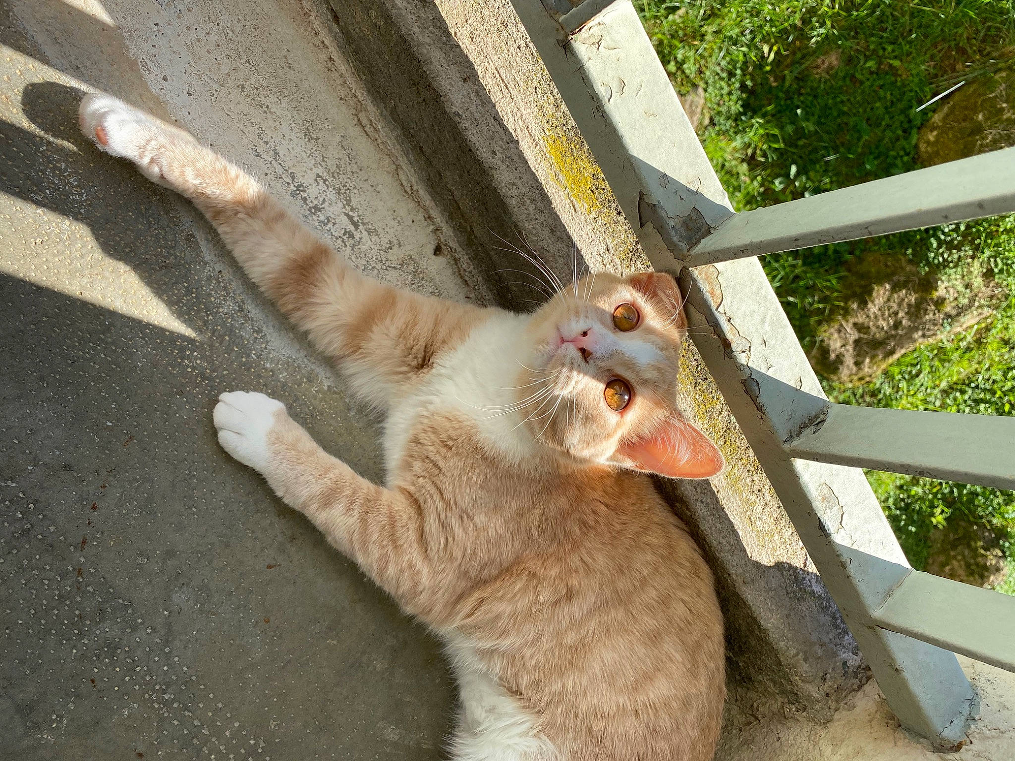 Nala a rejoint le concours — aidez-le/la à gagner de superbes lots ! animal_shelter, carnivore, cat, claw, domestic_short_haired_cat, fawn, felidae, foot, fur, paw, plant, sand, small_to_medium_sized_cats, tail, terrestrial_animal, tree, whiskers, wildlife, zoo