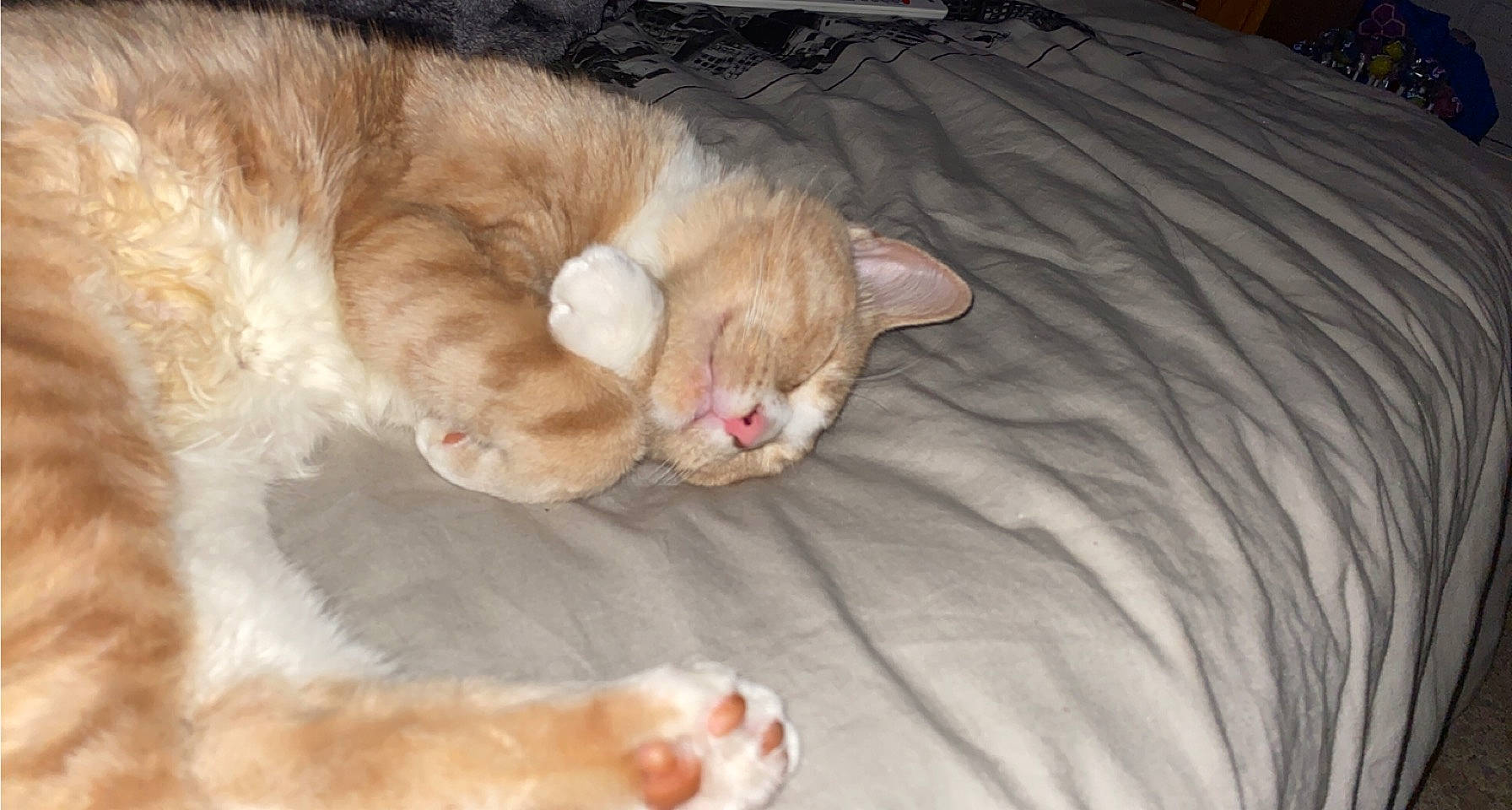 Nala a rejoint le concours — aidez-le/la à gagner de superbes lots ! bed, carnivore, cat, claw, comfort, companion_dog, couch, dog_breed, domestic_short_haired_cat, ear, fawn, felidae, fur, linens, nap, paw, small_to_medium_sized_cats, snout, tail, whiskers