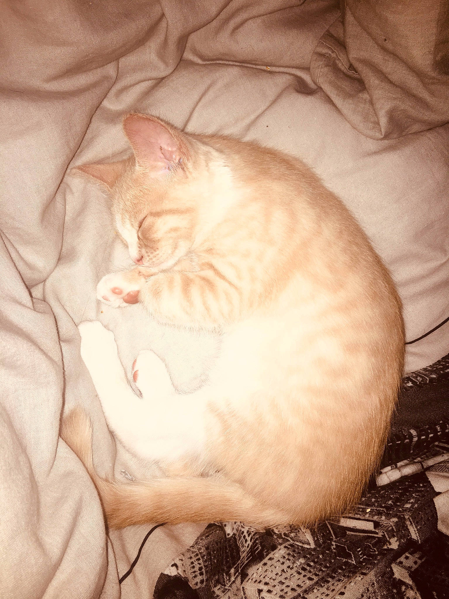 Nala a rejoint le concours — aidez-le/la à gagner de superbes lots ! carnivore, cat, cat_bed, cat_supply, claw, comfort, domestic_short_haired_cat, fawn, felidae, fur, mammal, nap, paw, sand, sleep, small_to_medium_sized_cats, snout, tail, vertebrate, whiskers