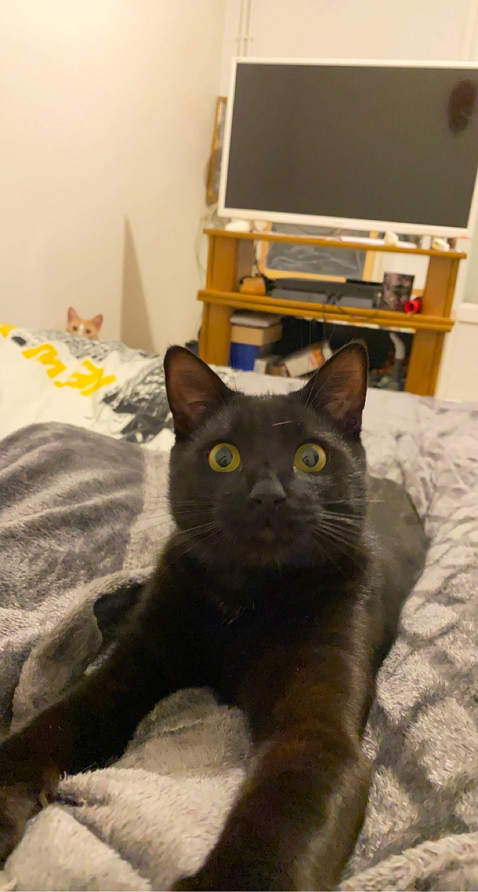 Snoupy a rejoint le concours — aidez-le/la à gagner de superbes lots ! art, black_cat, bombay, box, building, carnivore, cat, domestic_short_haired_cat, felidae, fur, grey, home_appliance, picture_frame, room, small_to_medium_sized_cats, snout, television, terrestrial_animal, whiskers, window