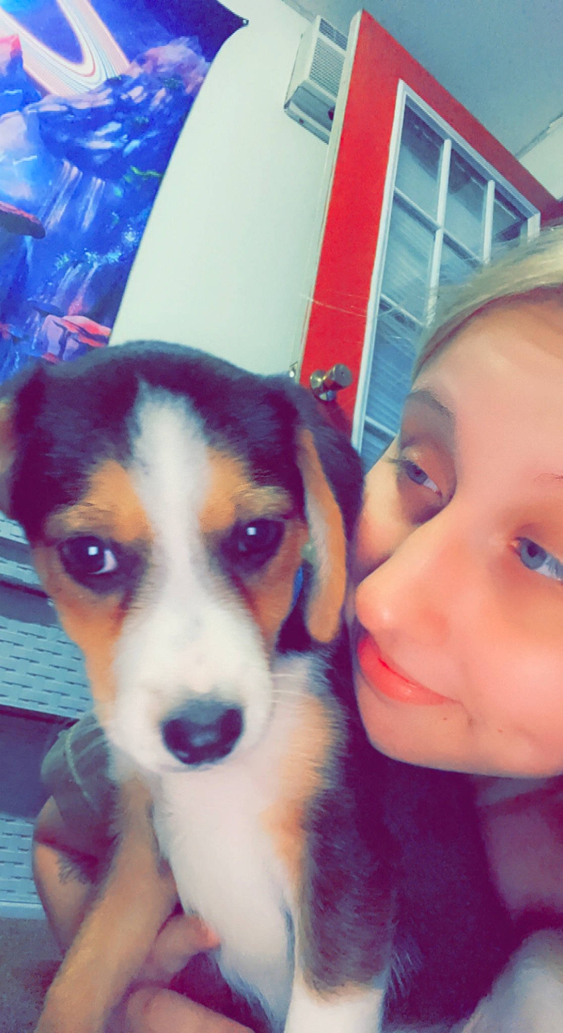 Copper joined the competition — help win amazing prizes! canidae, carnivore, companion_dog, cool, dog, dog_breed, ear, eye, eyelash, facial_expression, fun, happy, head, herding_dog, iris, nose, smile, snout, sporting_group, working_animal