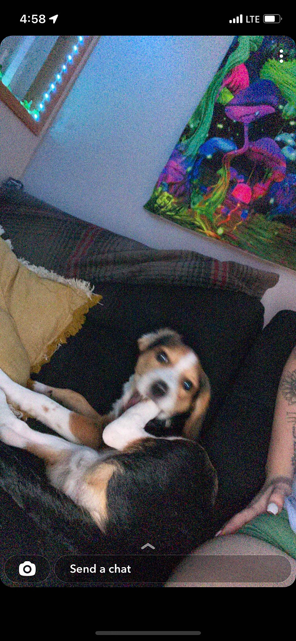 Copper joined the competition — help win amazing prizes! carnivore, comfort, companion_dog, couch, dog, dog_breed, fawn, fun, fur, human_leg, lap, leisure, linens, living_room, nap, pattern, room, sitting, sporting_group, tree