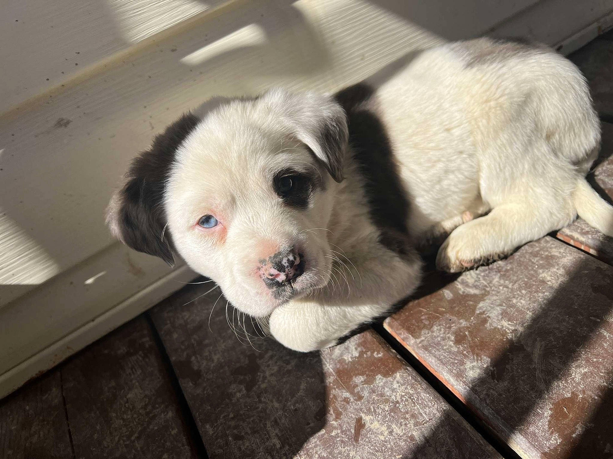 Cujo joined the competition — help win amazing prizes! ball, canidae, carnivore, companion_dog, dog, dog_breed, fawn, flooring, fur, non_sporting_group, paw, puppy, snout, sporting_group, terrestrial_animal, toy_dog, whiskers, working_animal