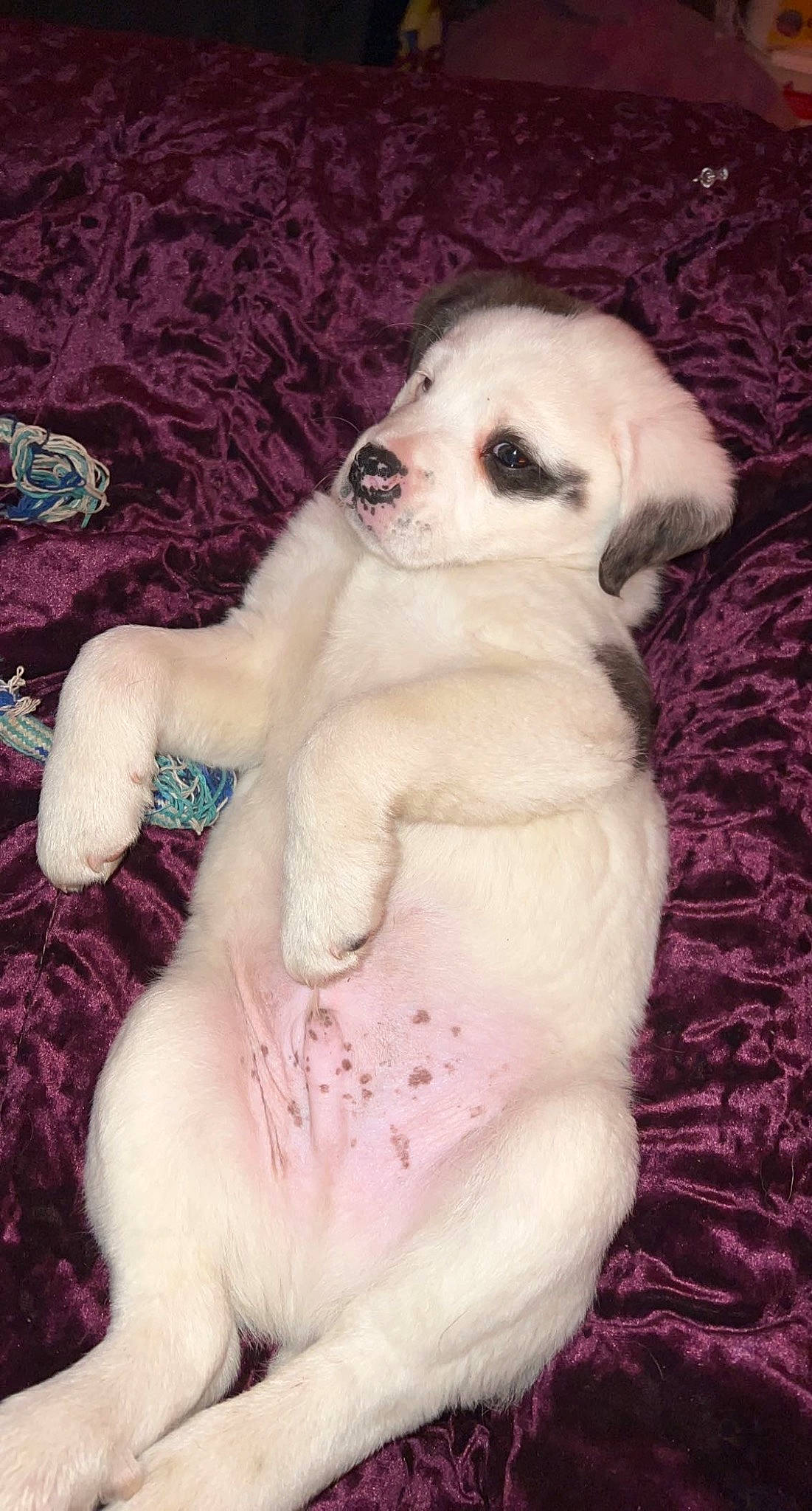 Cujo is registered to the contest to win money with this photo: carnivore, companion_dog, corgi_chihuahua, dog, dog_breed, dog_supply, fawn, fur, magenta, paw, pet_supply, pink, puppy_love, snout, sporting_group, stuffed_toy, tail, toy, toy_dog, working_animal