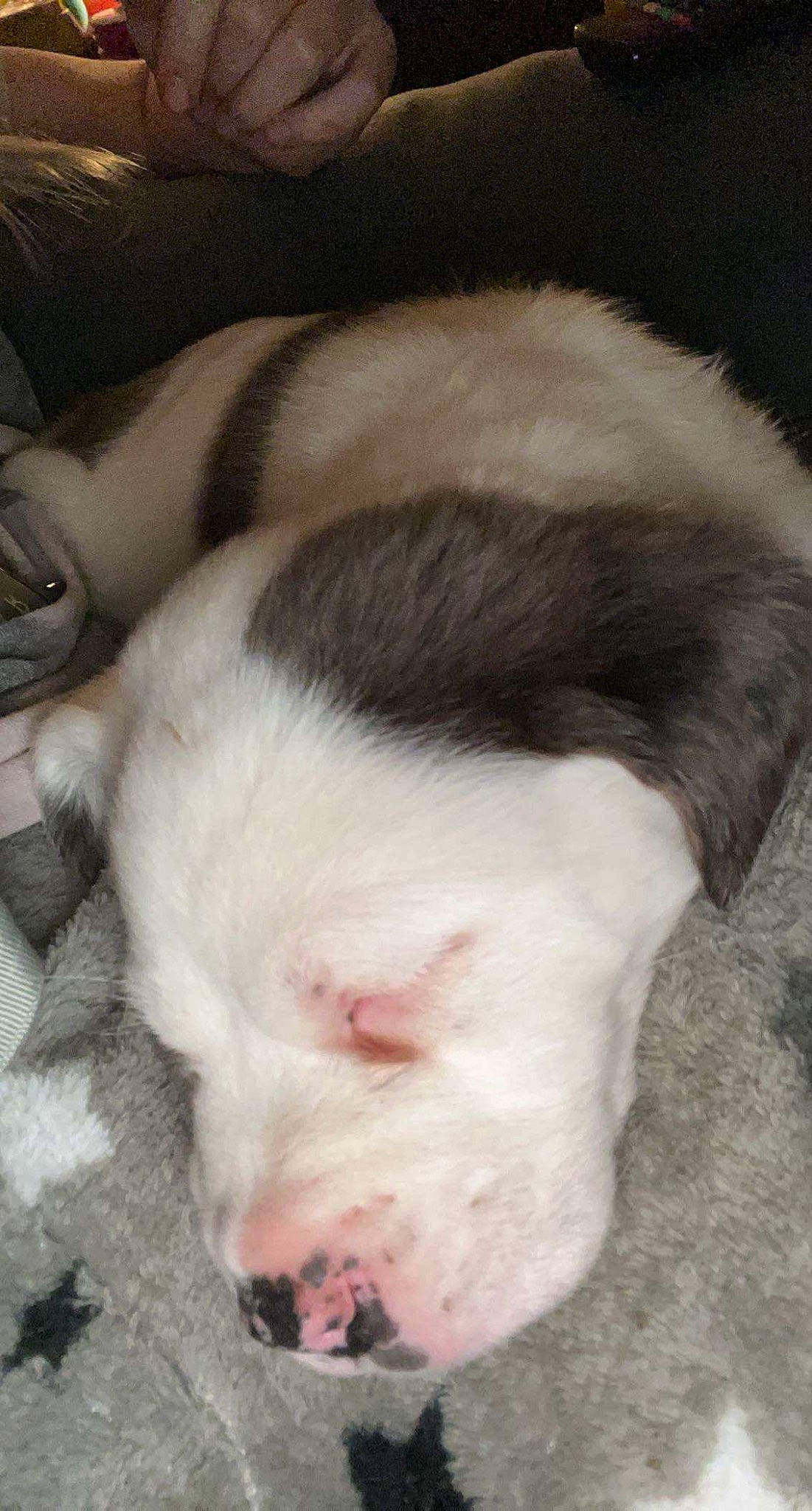 Cujo is registered to the contest to win money with this photo: canidae, carnivore, claw, comfort, companion_dog, dog, dog_breed, domestic_pig, fawn, fur, livestock, non_sporting_group, paw, puppy, sporting_group, suidae, tail, terrestrial_animal, whiskers, working_animal