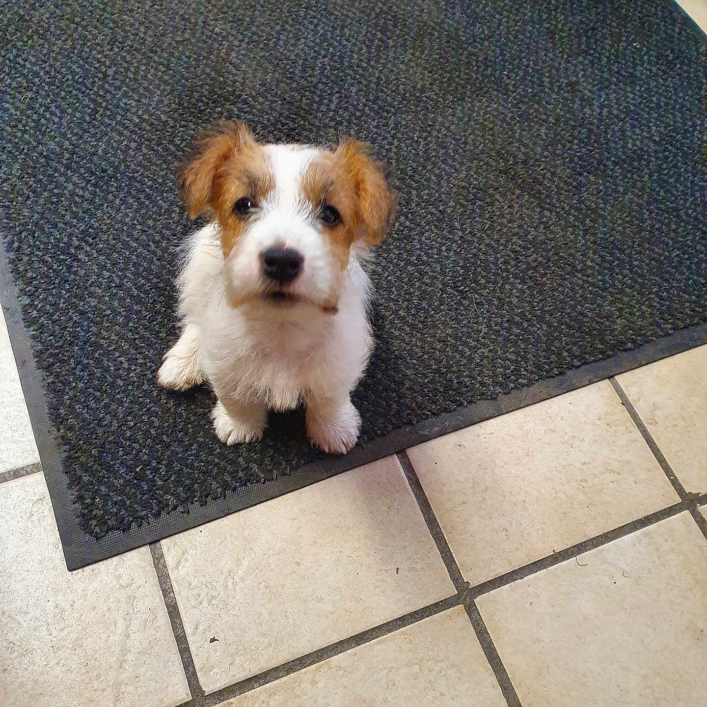 Snoupy