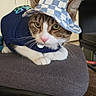 Zion joined the competition — help win amazing prizes! cat, pet, indoor, clothing, hat, bench, fur, animal, cute, curious, whiskers, ears, pink_nose, green_eyes, domestic_cat, feline, relaxed, carpet, furniture, portrait
