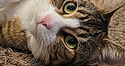 Zion joined the competition — help win amazing prizes! cat, tabby_cat, pet, animal, feline, whiskers, green_eyes, close_up, carpet, indoor, cute, lying_down, fur, pink_nose, curious, relaxed, domestic_cat, portrait, texture, soft