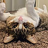 Zion is registered to the contest to win money with this photo: cat, pet, indoor, carpet, fur, whiskers, paws, ears, pink_nose, relaxed, playful, closeup, animal, cute, tabby, feline, looking_up, soft_lighting, cozy, home