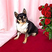 Helton Junior a rejoint le concours — aidez-le/la à gagner de superbes lots ! dog, chihuahua, small_dog, pet, animal, flower, roses, bouquet, red_flowers, pink_curtain, red_fabric, indoor, portrait, sitting, cute, fur, ears, face, paw, companion
