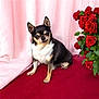 dog, chihuahua, small_dog, pet, animal, flower, roses, bouquet, red_flowers, pink_curtain, red_fabric, indoor, portrait, sitting, cute, fur, ears, face, paw, companion