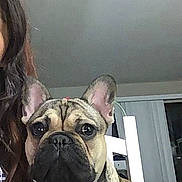 Cooper joined the competition — help win amazing prizes! dog, french_bulldog, pet, indoor, blanket, face, ears, fur, animal, companion, curious, brown, black, snout, portrait, home, person_partial, hair, chair, window