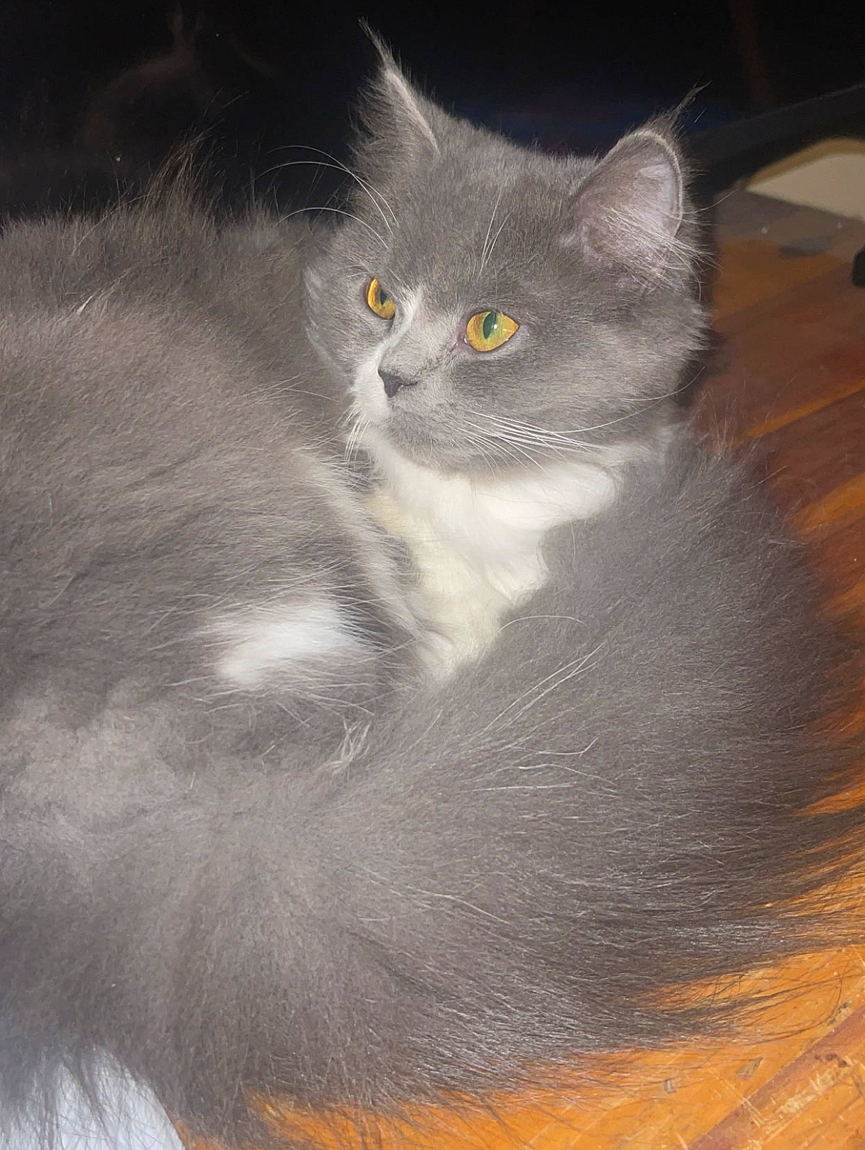 Freya joined the competition — help win amazing prizes! carnivore, cat, domestic_short_haired_cat, felidae, fur, grey, small_to_medium_sized_cats, snout, tail, whiskers, window