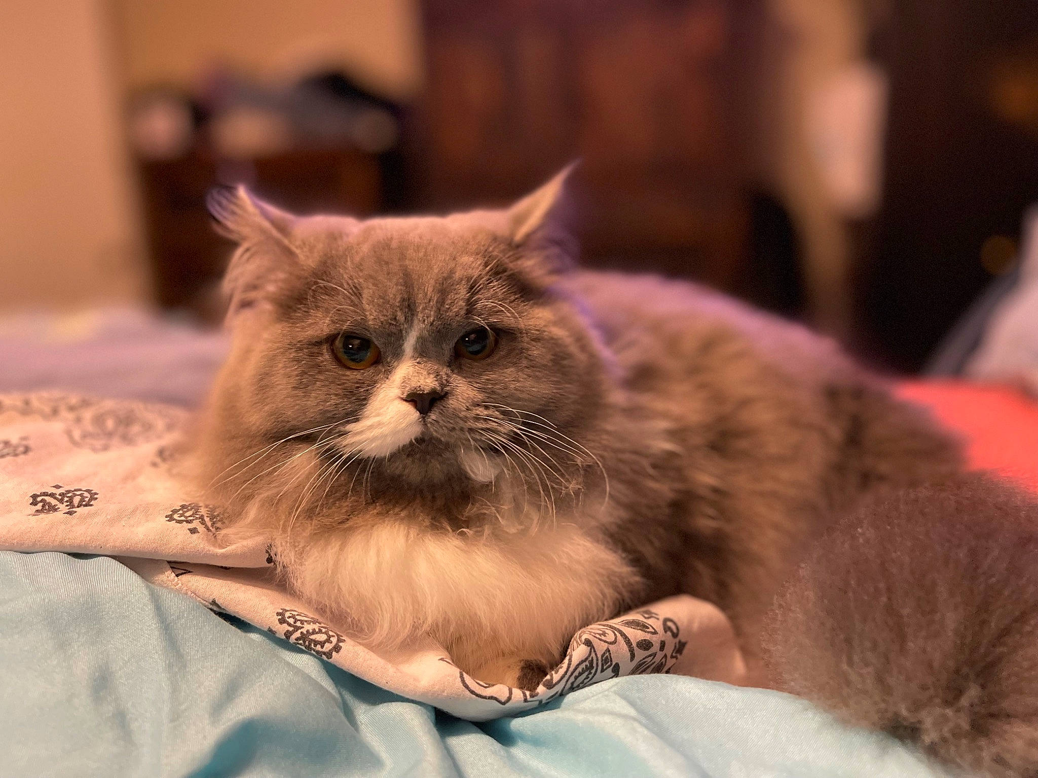 Freya joined the competition — help win amazing prizes! bed, british_longhair, carnivore, cat, claw, comfort, domestic_short_haired_cat, fawn, felidae, fur, paw, sitting, small_to_medium_sized_cats, snout, terrestrial_animal, whiskers