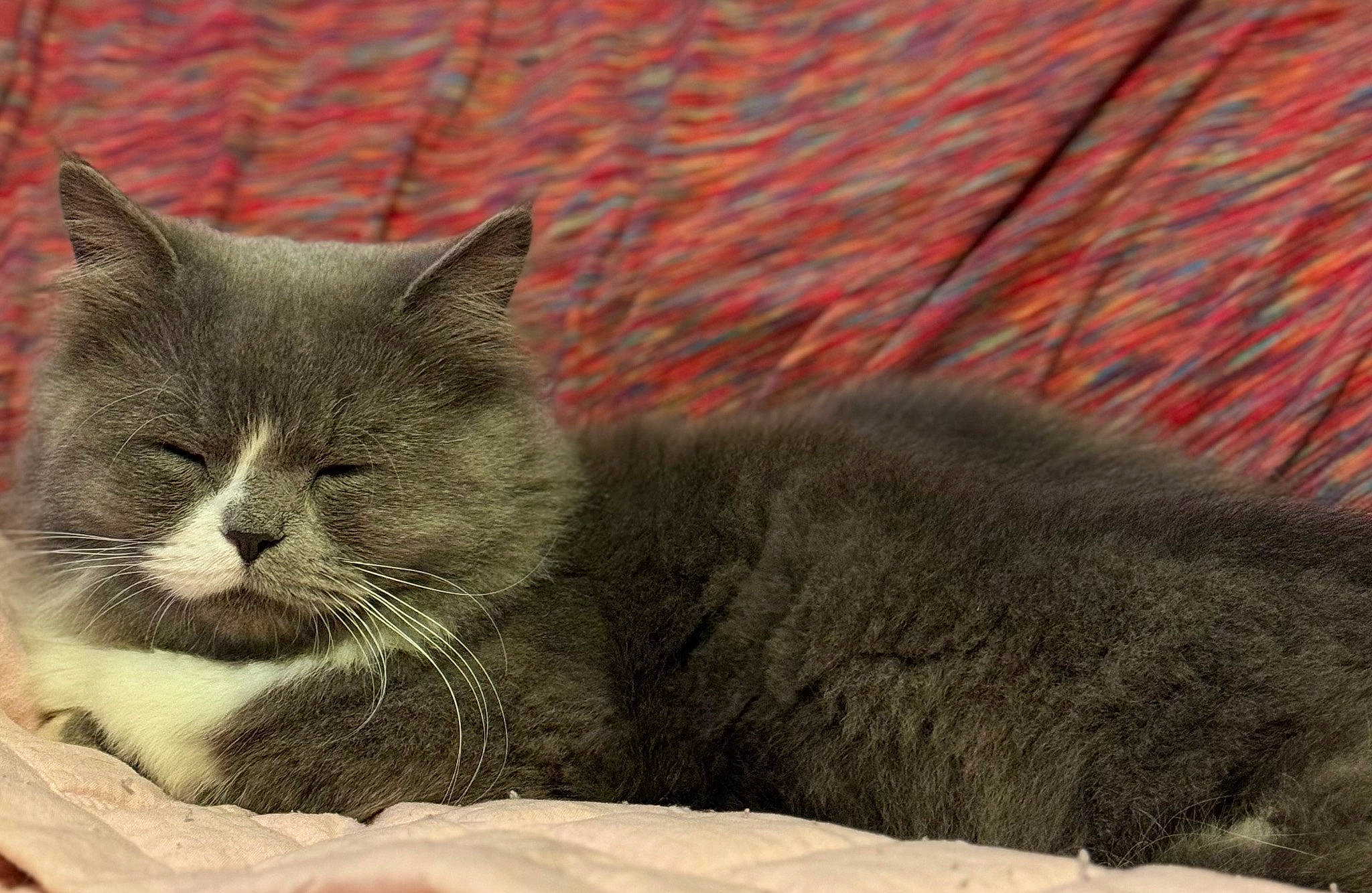 Freya is registered to the contest to win money with this photo: carnivore, cat, comfort, domestic_short_haired_cat, eye, felidae, fur, grey, nap, paw, small_to_medium_sized_cats, snout, tail, terrestrial_animal, whiskers