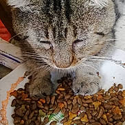Médor participe au concours pour gagner de l'argent avec cette photo : animal_feed, carnivore, cat, cat_food, cat_supply, cuisine, dish, felidae, food, ingredient, pet_food, pet_supply, seed, serveware, single_origin_coffee, small_animal_food, small_to_medium_sized_cats, superfood, tableware, whiskers