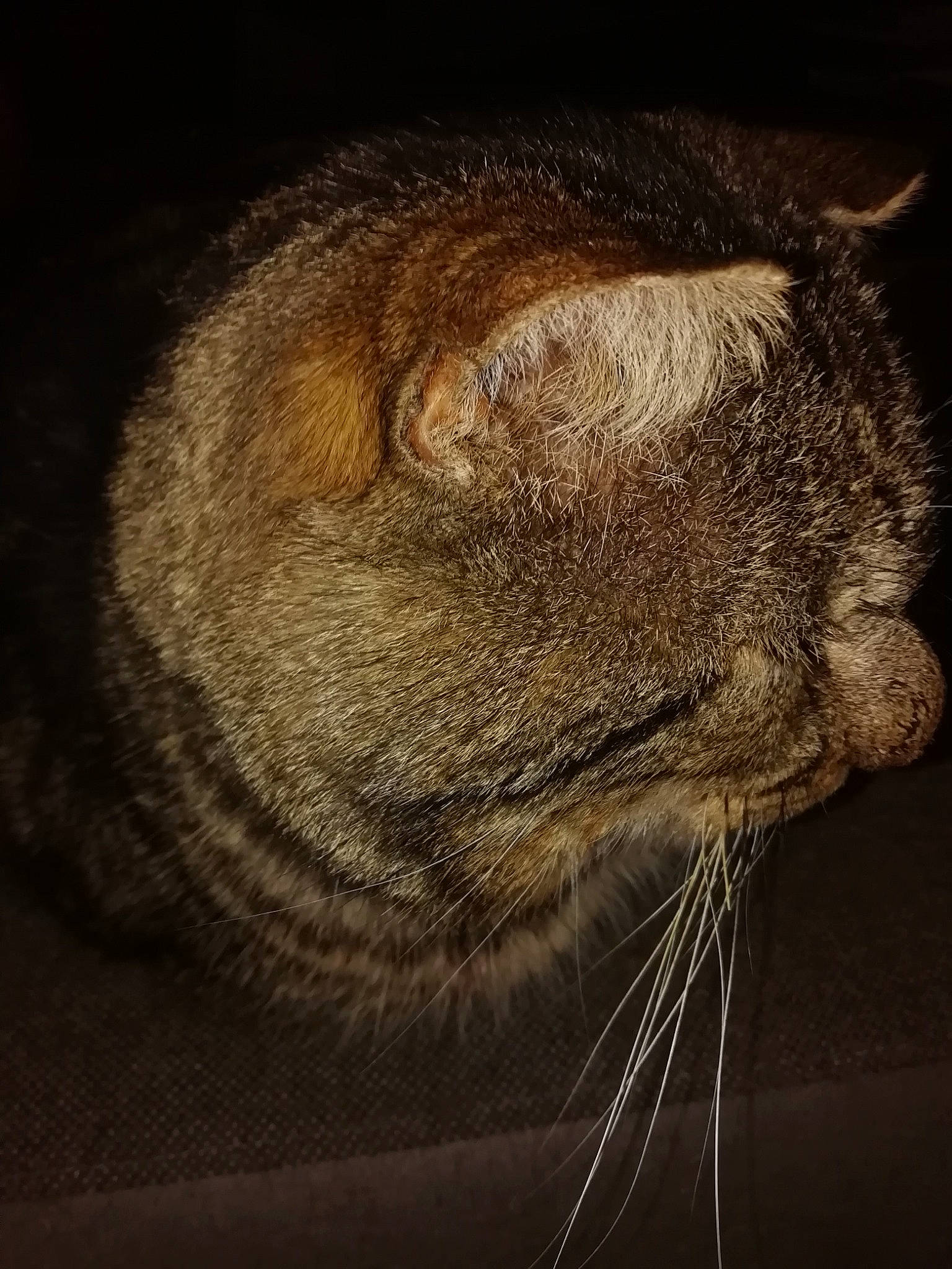 Médor participe au concours pour gagner de l'argent avec cette photo : carnivore, cat, darkness, domestic_short_haired_cat, felidae, fur, night, paw, small_to_medium_sized_cats, snout, tail, terrestrial_animal, whiskers, wildlife