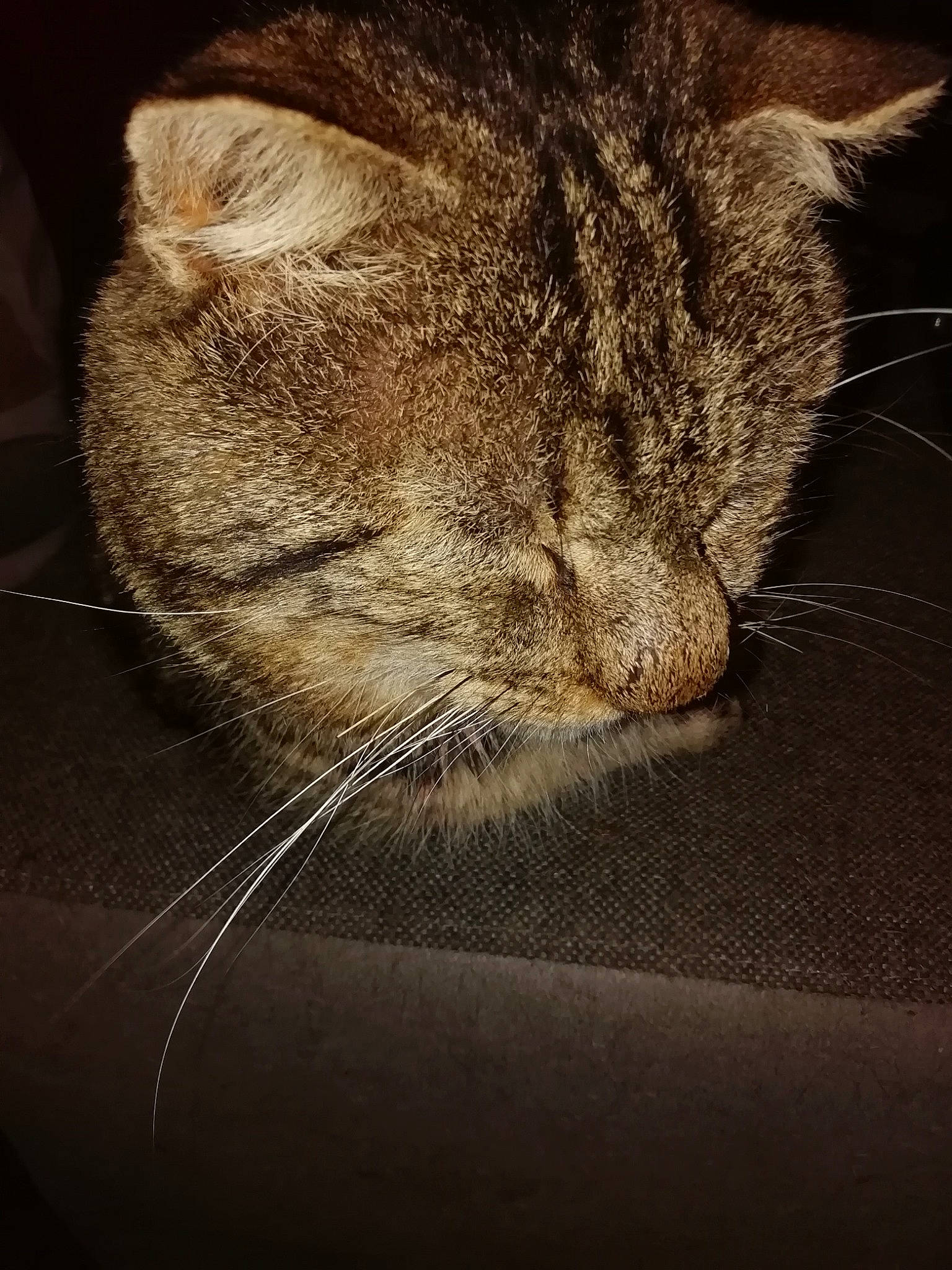 Médor a rejoint le concours — aidez-le/la à gagner de superbes lots ! carnivore, cat, claw, darkness, domestic_short_haired_cat, ear, eye, felidae, fur, grey, leg, paw, small_to_medium_sized_cats, snout, tail, terrestrial_animal, whiskers, wildlife, window, wood