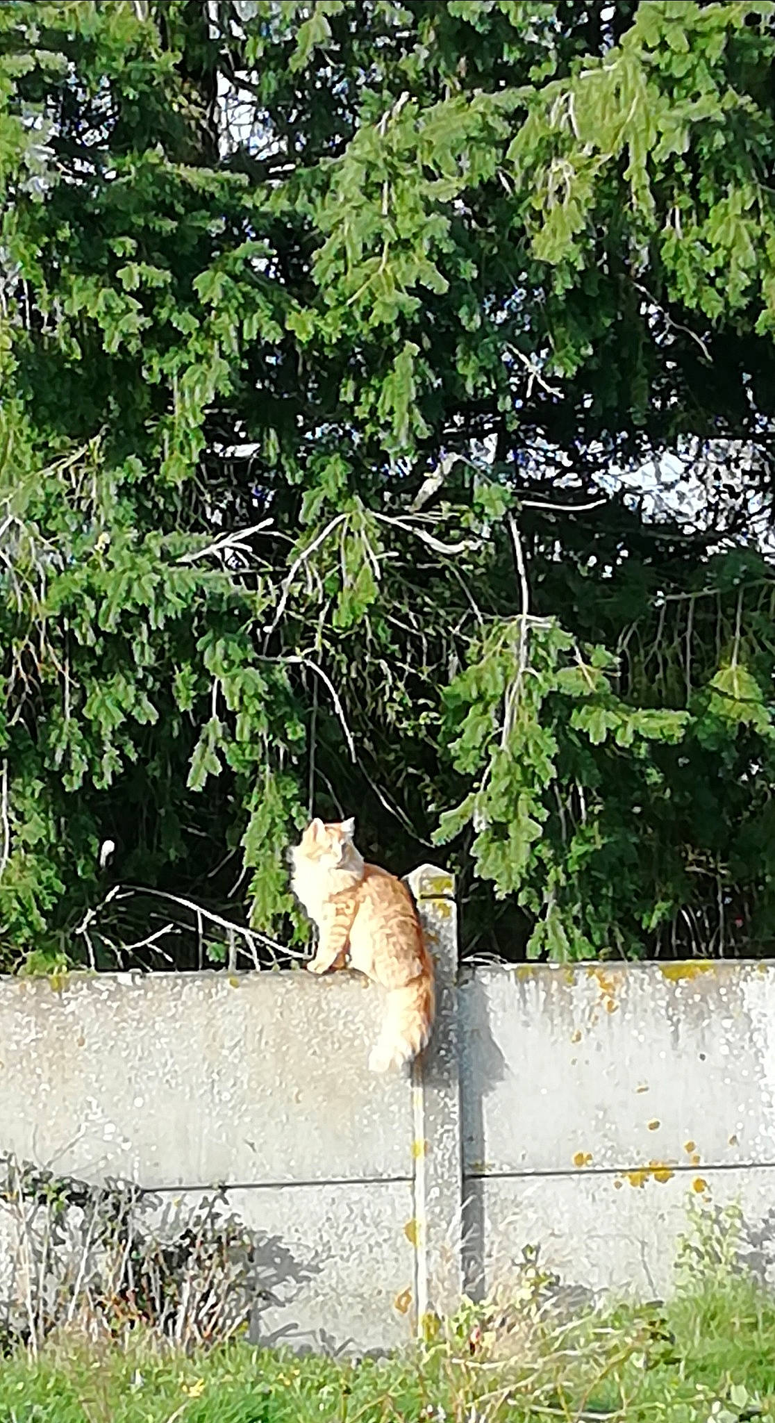 Shaman participe au concours pour gagner de l'argent avec cette photo : carnivore, cat, domestic_short_haired_cat, fawn, felidae, fur, grass, plant, shade, shrub, small_to_medium_sized_cats, snout, tail, tints_and_shades, tree, trunk, twig, whiskers, window, wood