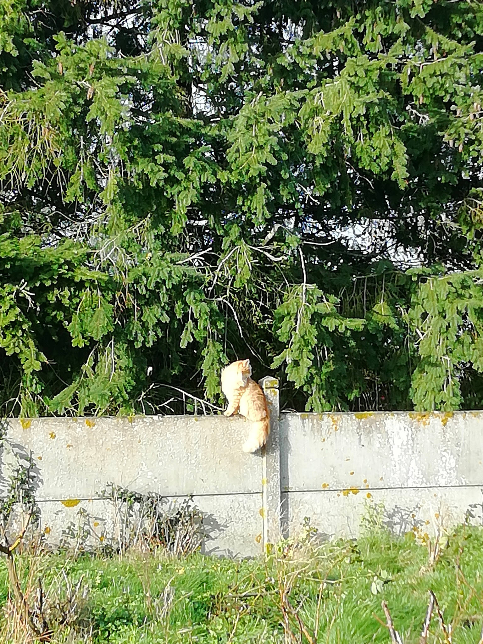 Shaman a rejoint le concours — aidez-le/la à gagner de superbes lots ! backyard, felidae, garden, grass, groundcover, landscape, landscaping, plant, plant_stem, shrub, tail, tints_and_shades, tree, trunk, twig, wildlife, window, wood, woody_plant, yard