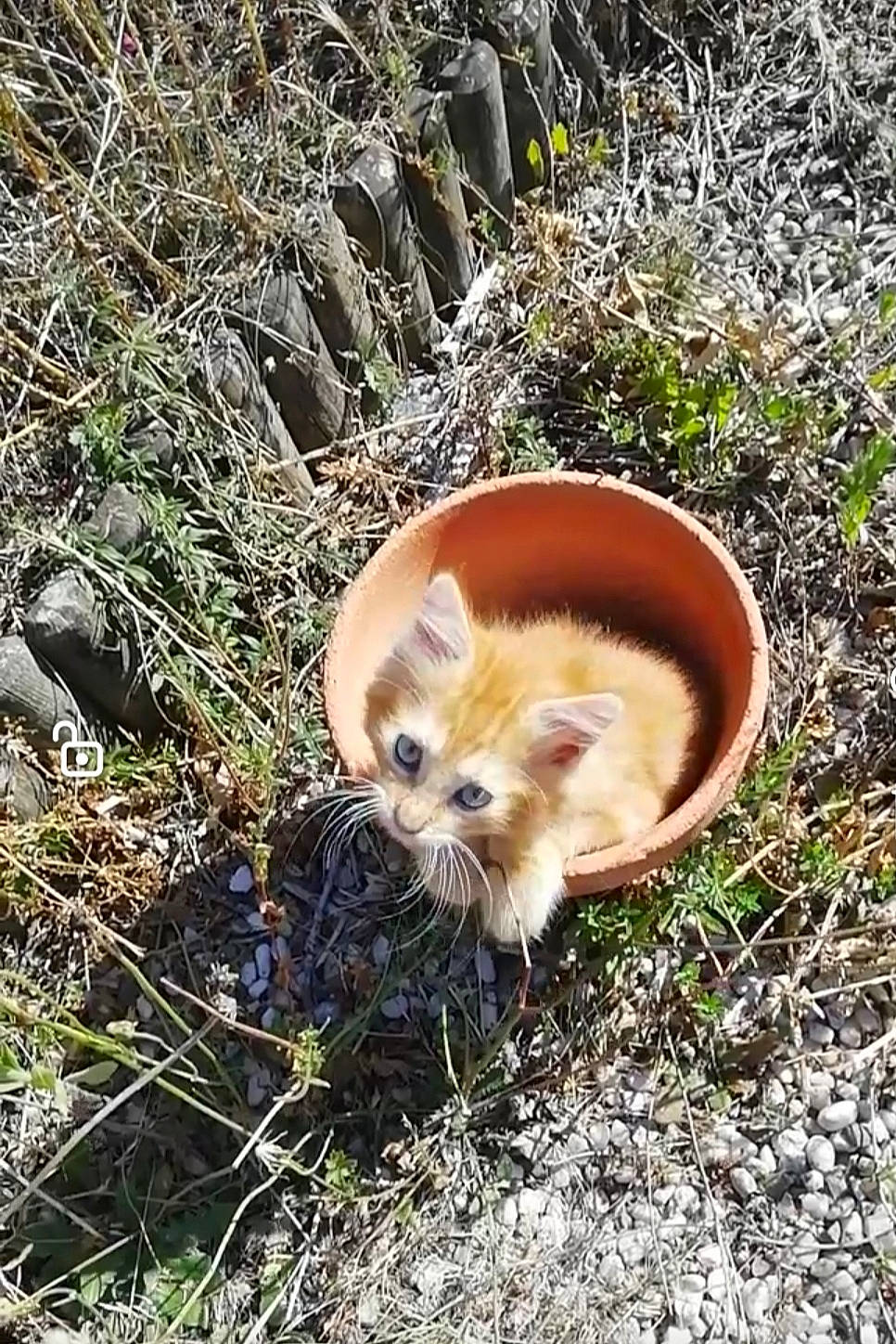 Shaman a rejoint le concours — aidez-le/la à gagner de superbes lots ! canidae, carnivore, companion_dog, dog, dog_breed, fawn, fur, grass, natural_landscape, plant, red_panda, snout, soil, spitz, sporting_group, tail, terrestrial_animal, tree, trunk, whiskers