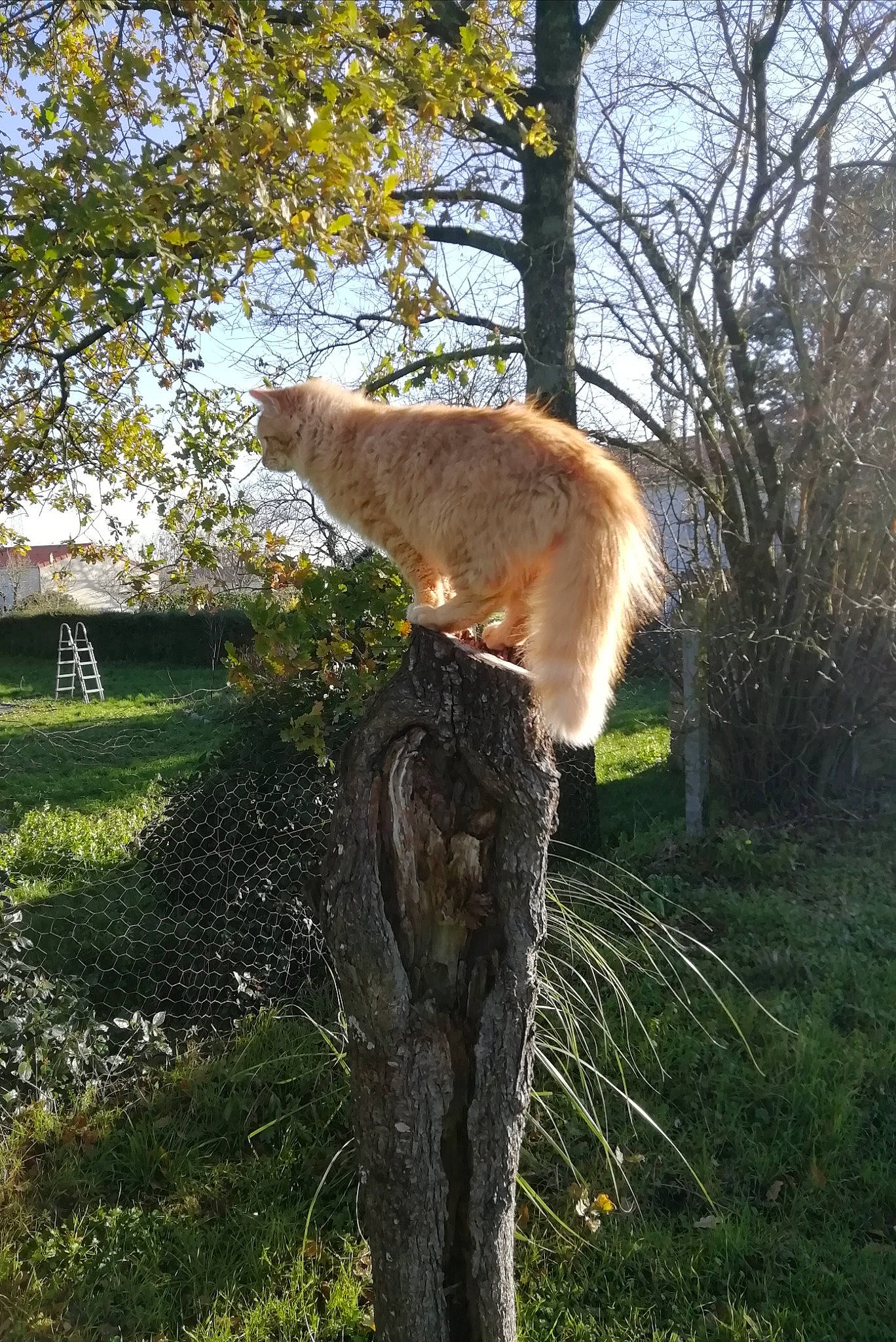Shaman participe au concours pour gagner de l'argent avec cette photo : canidae, carnivore, companion_dog, dog_breed, fawn, felidae, fur, grass, plant, sky, small_to_medium_sized_cats, sporting_group, tail, terrestrial_animal, tree, trunk, twig, whiskers, wildlife, wood