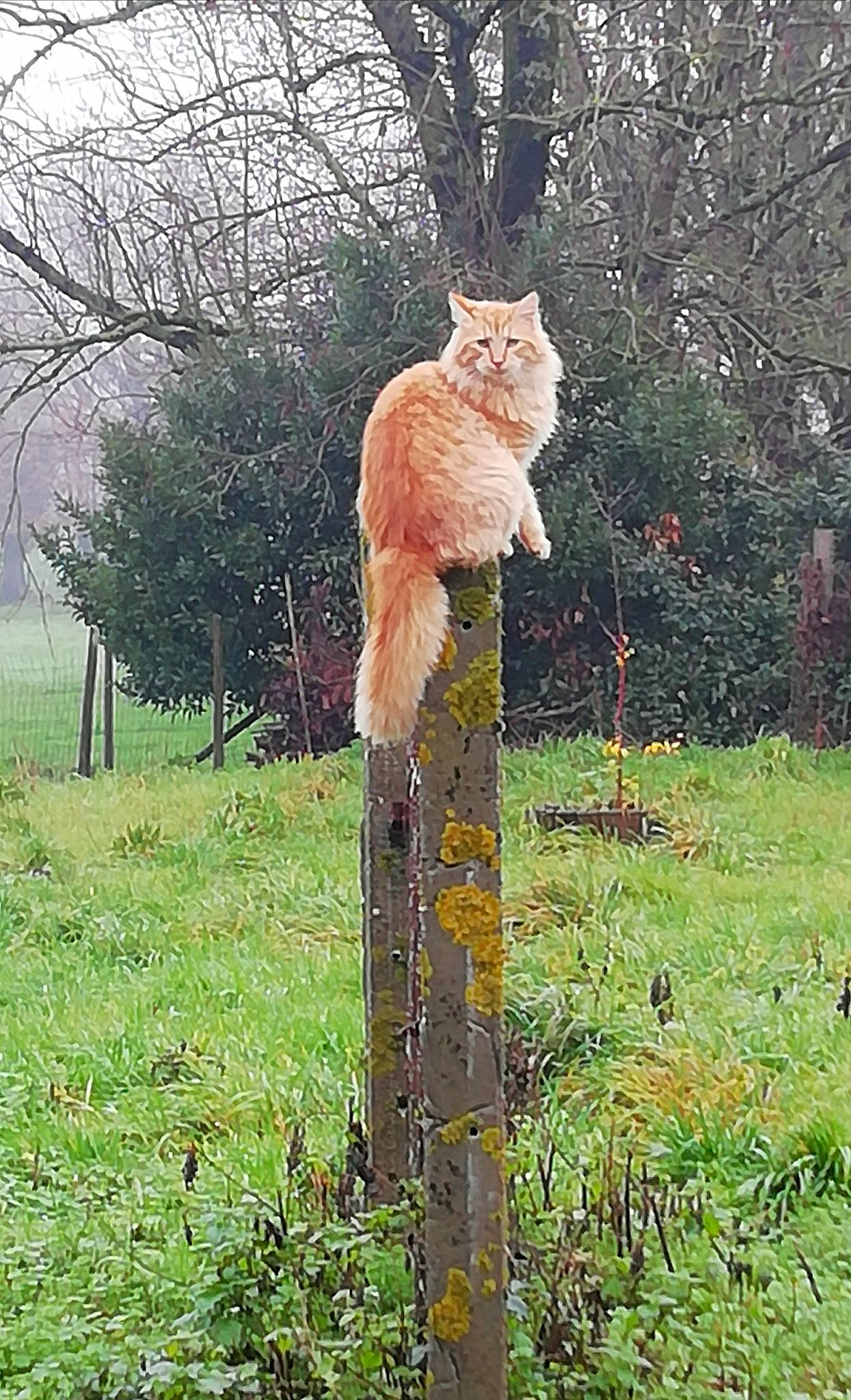 Shaman a rejoint le concours — aidez-le/la à gagner de superbes lots ! carnivore, cat, domestic_short_haired_cat, fawn, felidae, fox_squirrel, fur, grass, plant, small_to_medium_sized_cats, squirrel, tail, terrestrial_animal, tree, trunk, twig, whiskers, wildlife, wood, woody_plant