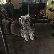 Pebbles is registered to the contest to win money with this photo: animal, bow, brown_couch, coffee_table, companion, cozy, curious, decorations, dog, dvd_shelf, fur, furniture, home, indoors, living_room, pet, poinsettia, relaxing, small_dog, television