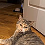 cat, feline, pet, indoor, hardwood_floor, door, pet_bowl, feeding_station, looking_at_camera, curious, whiskers, fur, tabby, calico, portrait, closeup, lounging, domestic, ears, floorboards