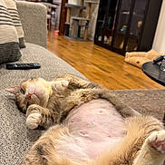 Steffany is registered to the contest to win money with this photo: cat, pet, relaxed, belly_up, shaved_belly, living_room, sofa, couch, paws, whiskers, cat_tree, cabinet, hardwood_floor, remote_control, upholstery, nap, cozy, indoor, orange_tabby, playful