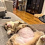 cat, pet, relaxed, belly_up, shaved_belly, living_room, sofa, couch, paws, whiskers, cat_tree, cabinet, hardwood_floor, remote_control, upholstery, nap, cozy, indoor, orange_tabby, playful