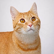 Blessed joined the competition — help win amazing prizes! cat, orange_cat, tabby, pet, close_up, portrait, whiskers, ears, amber_eyes, feline, fur, domestic_cat, looking_up, indoor, neutral_background, pink_nose, mammal, cute, photography, studio_style