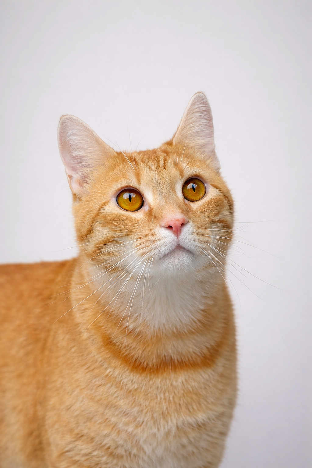 Blessed joined the competition — help win amazing prizes! cat, orange_cat, tabby, pet, close_up, portrait, whiskers, ears, amber_eyes, feline, fur, domestic_cat, looking_up, indoor, neutral_background, pink_nose, mammal, cute, photography, studio_style