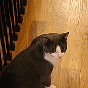 Rogger is registered to the contest to win money with this photo: cat, domestic_cat, gray_fur, white_paws, green_eyes, whiskers, hardwood_floor, wood_grain, indoor, railing, baluster, sitting, looking_back, pet, portrait, floor, home_interior, cozy, evening_light, curious