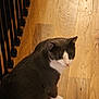 cat, domestic_cat, gray_fur, white_paws, green_eyes, whiskers, hardwood_floor, wood_grain, indoor, railing, baluster, sitting, looking_back, pet, portrait, floor, home_interior, cozy, evening_light, curious