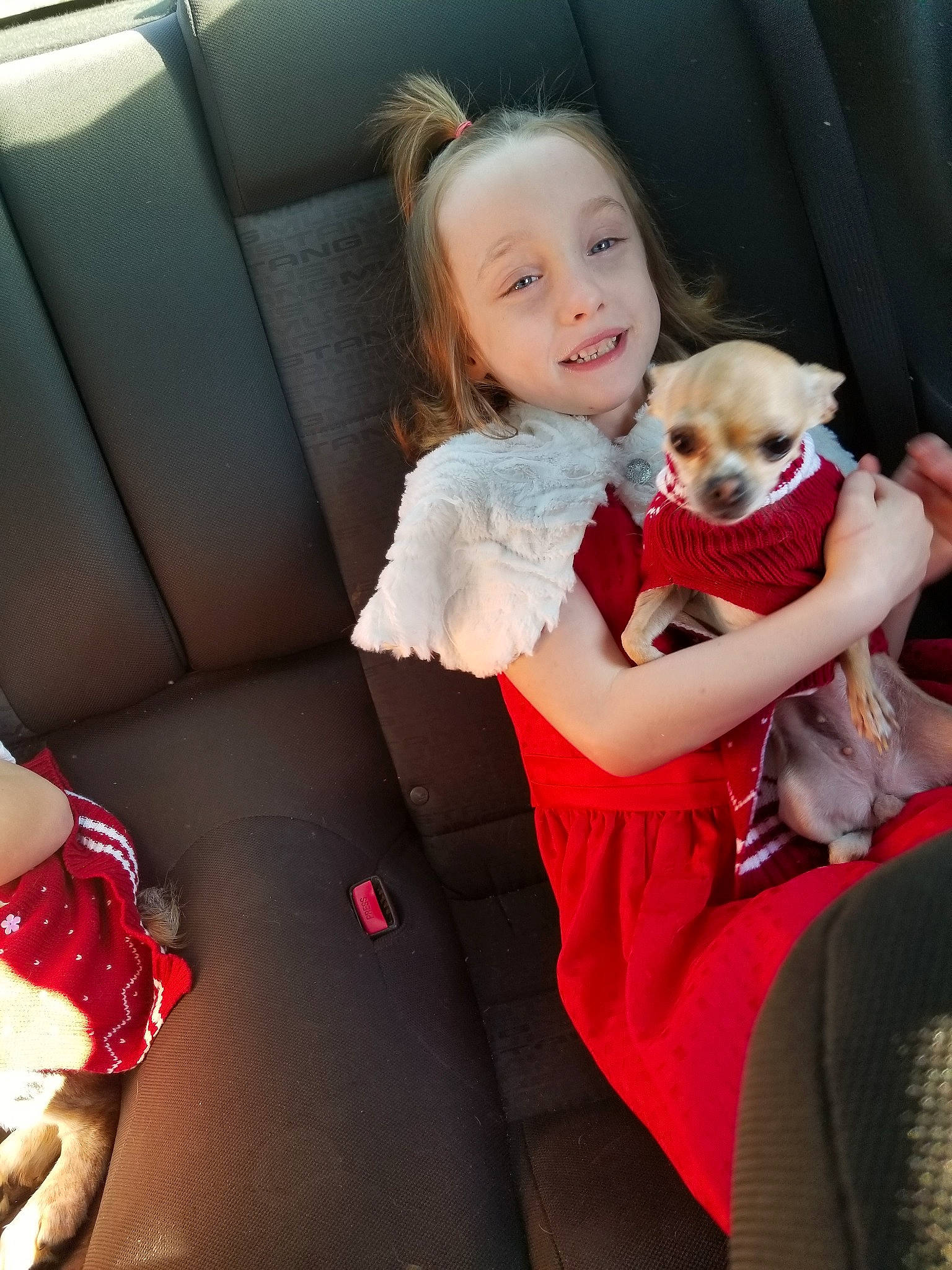 Kaylin joined the competition — help win amazing prizes! canidae, car, car_seat, carnivore, chihuahua, child, companion_dog, dog, dog_breed, fawn, joy, non_sporting_group, person, pomeranian, puppy, puppy_love, toddler, toy_dog