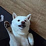 Aquali a rejoint le concours — aidez-le/la à gagner de superbes lots ! animal, canine, cute, dog, domestic_animal, friendly, fur, happy, human_hand, indoor, interaction, lying_down, paw, pet, playful, raised_paw, relaxed, smiling, white_dog, wooden_floor