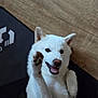 Aquali a rejoint le concours — aidez-le/la à gagner de superbes lots ! animal, black_mat, canine, companion, cute, dog, floor, friendly, fur, happy, human_hand, indoor, lying_down, paw, pet, playful, raising_paw, smiling, white_dog, wooden_floor