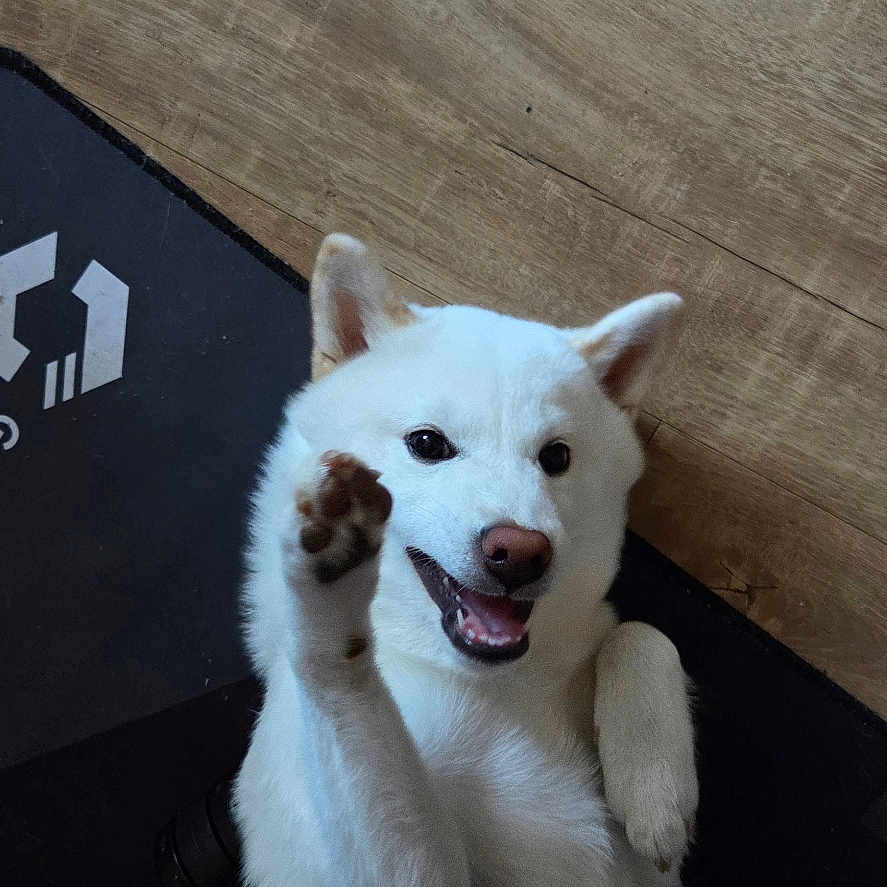 Aquali a rejoint le concours — aidez-le/la à gagner de superbes lots ! animal, black_mat, canine, companion, cute, dog, floor, friendly, fur, happy, human_hand, indoor, lying_down, paw, pet, playful, raising_paw, smiling, white_dog, wooden_floor